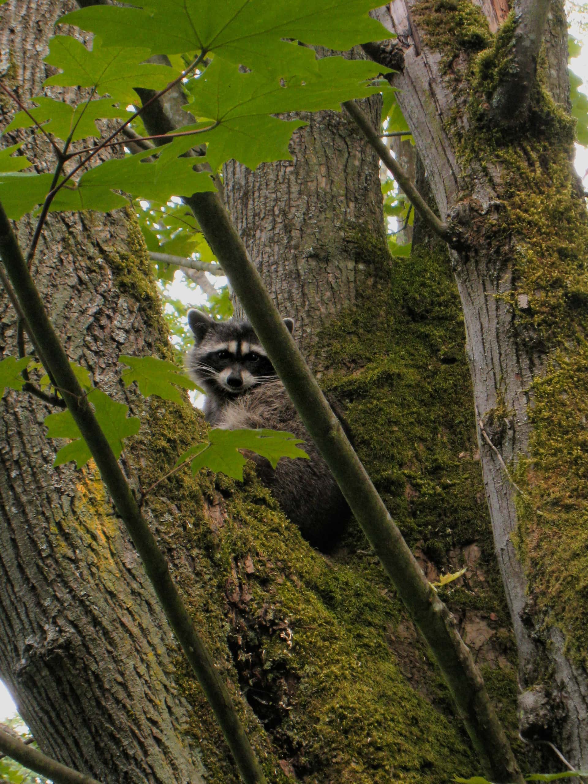 raccoon looking down from a tree