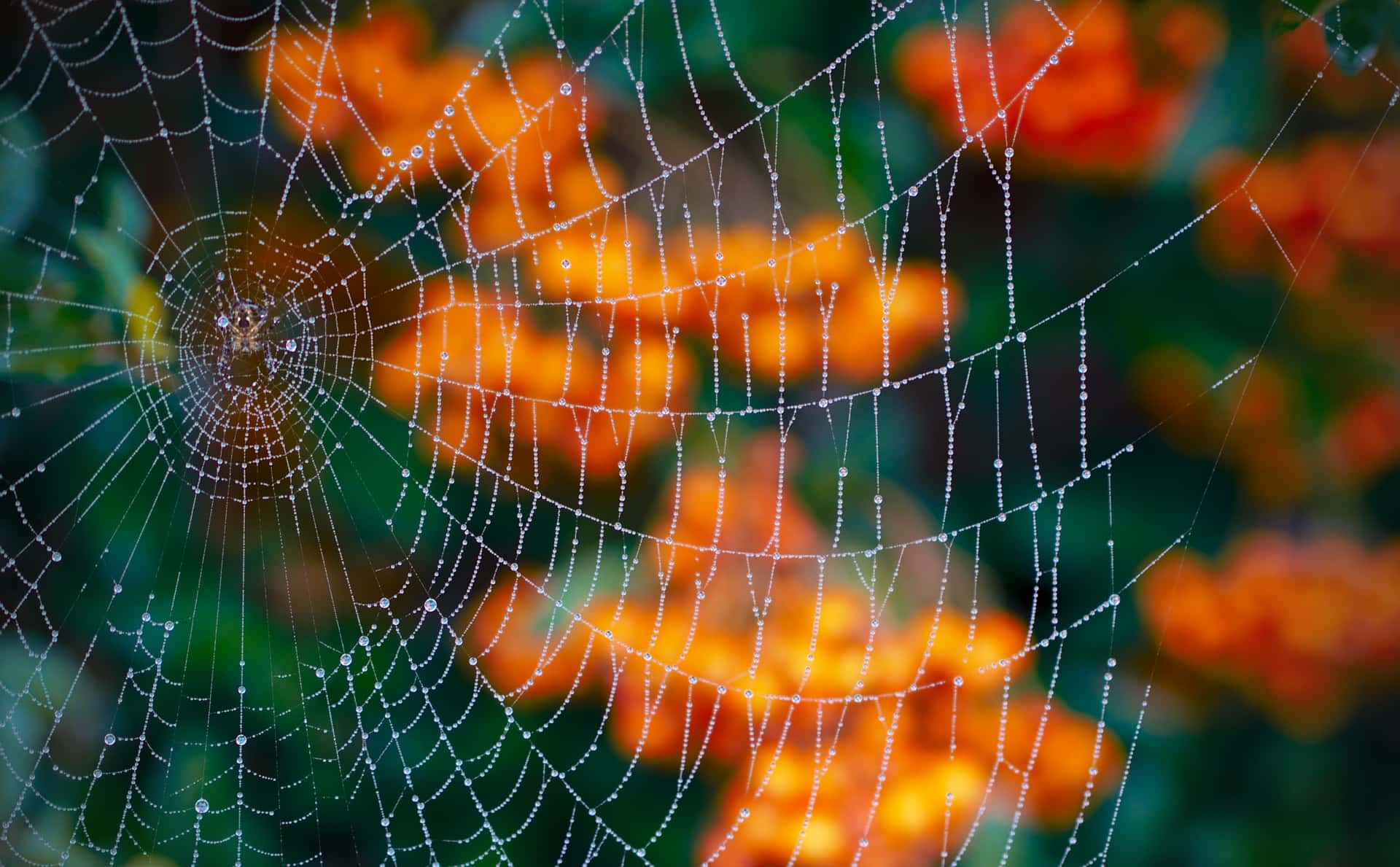 spider web laden with dew