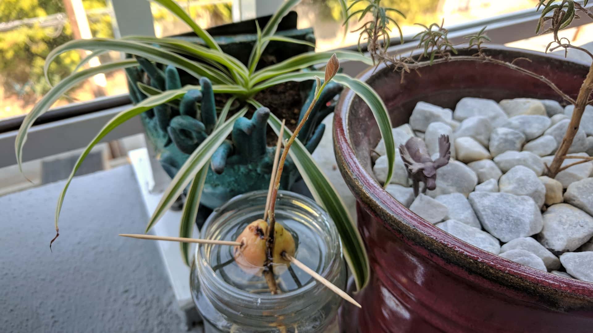 single leaf sprouting from an avocado pit suspended over a jar of water by toothpicks