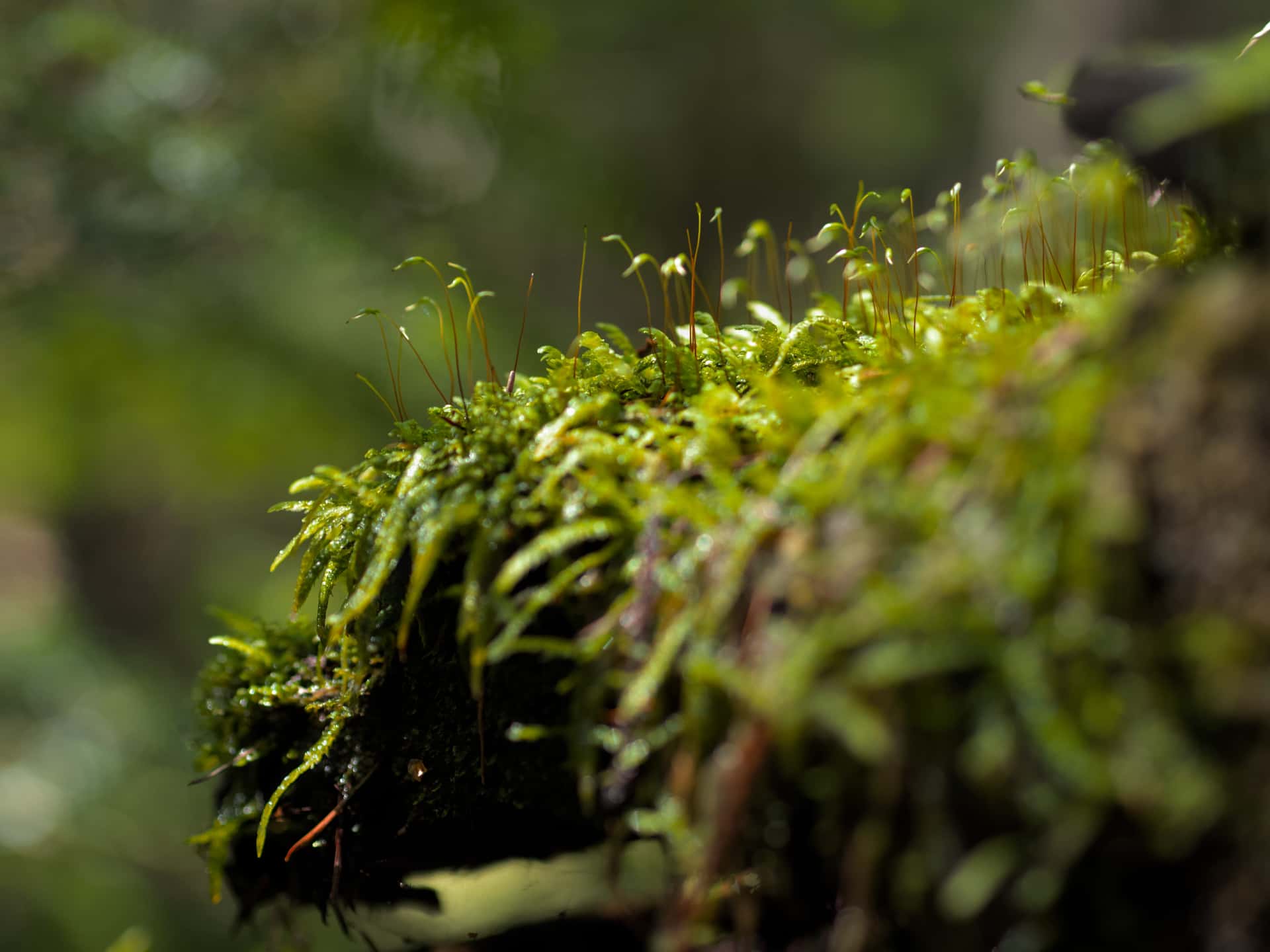 moss sporophytes above a ledge