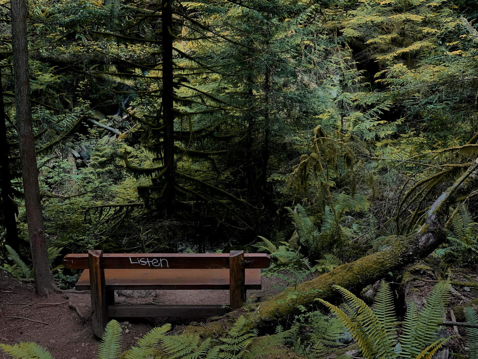 bench in a forest with graffiti reading “Listen”