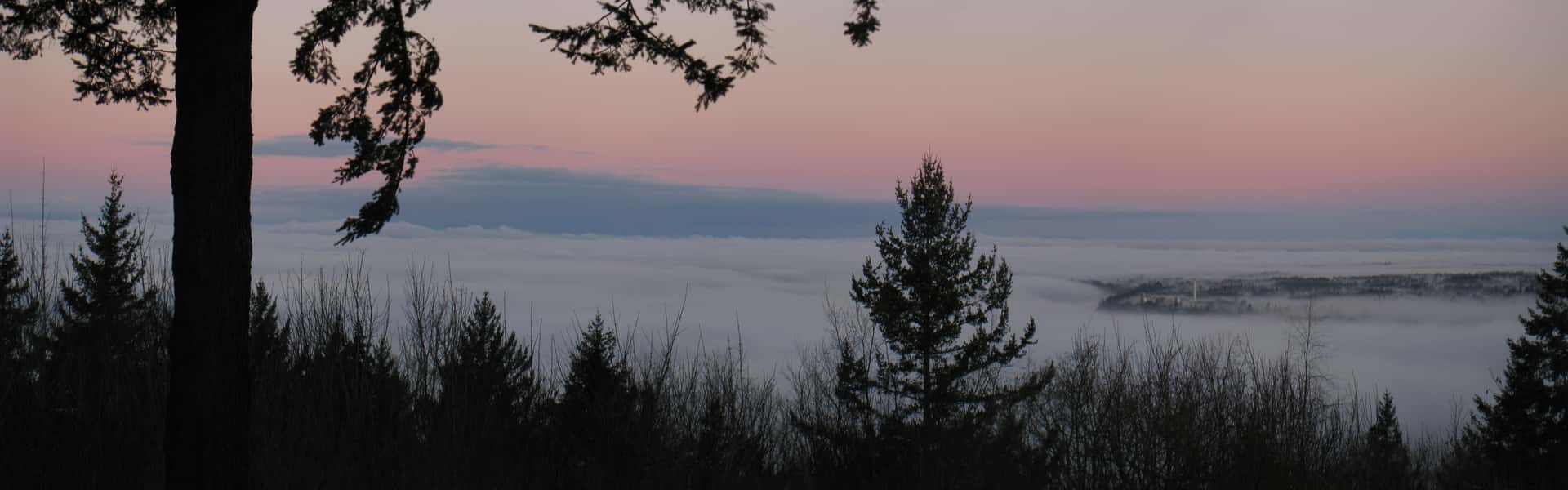 view from Sehome Hill of a blanket of fog covering Bellingham Bay