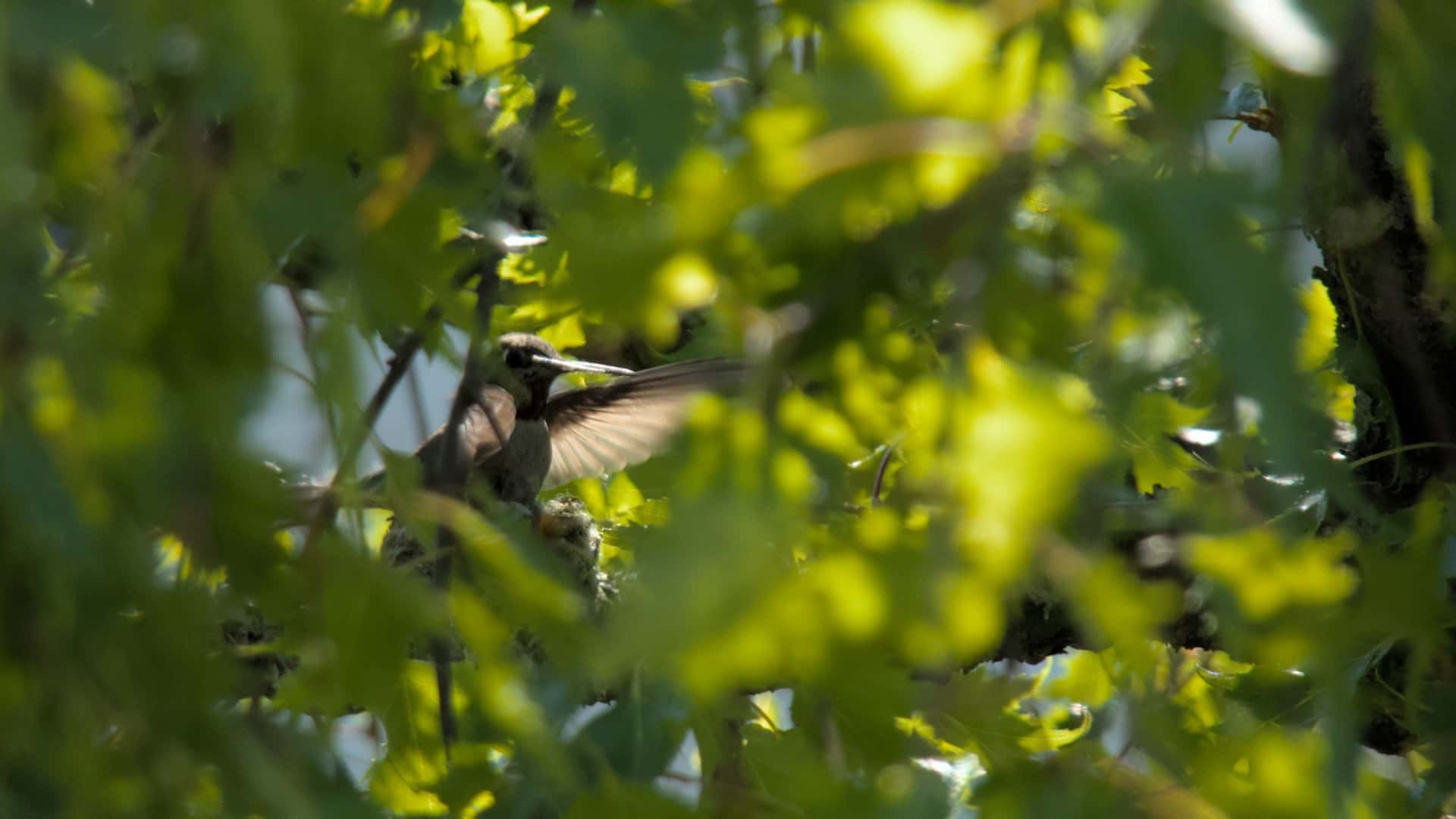 a hummingbird lands in a nest shrouded by foliage