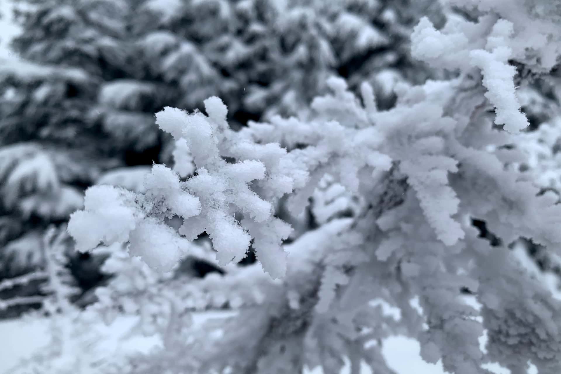 ice crystals on a dead fir