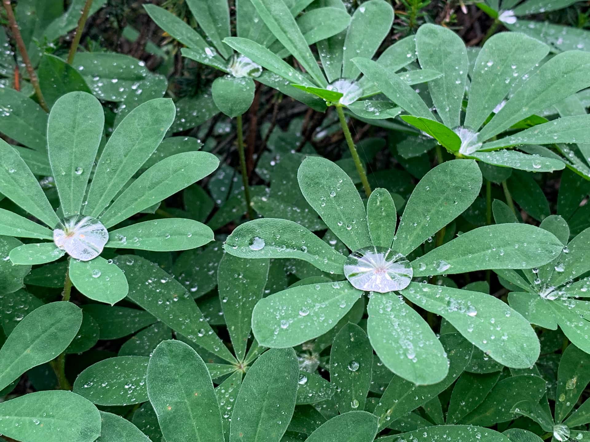 large water droplets on leaves