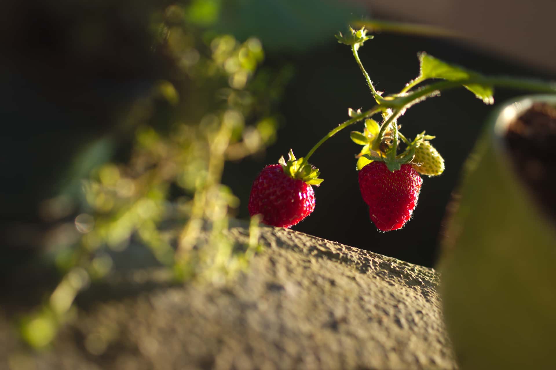 strawberries hanging from a balcony