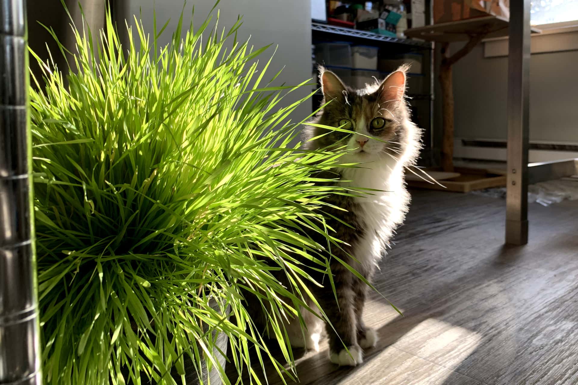 cat beside potted wheatgrass