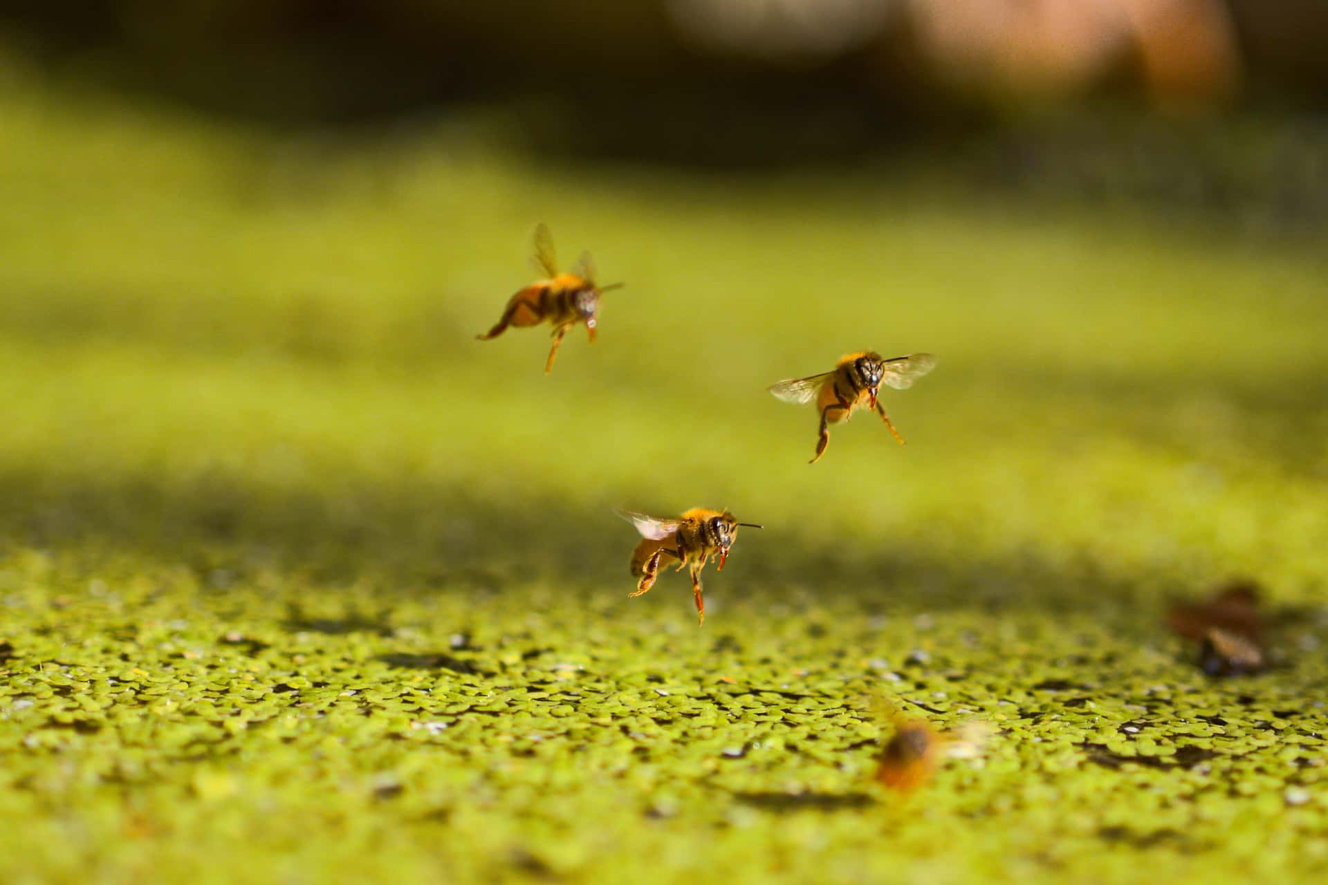 temporal composite of a honey bee landing on duckweed