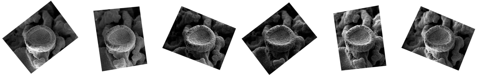 scanning electron microscope images of lichen from several angles, rotated to align as an image stack