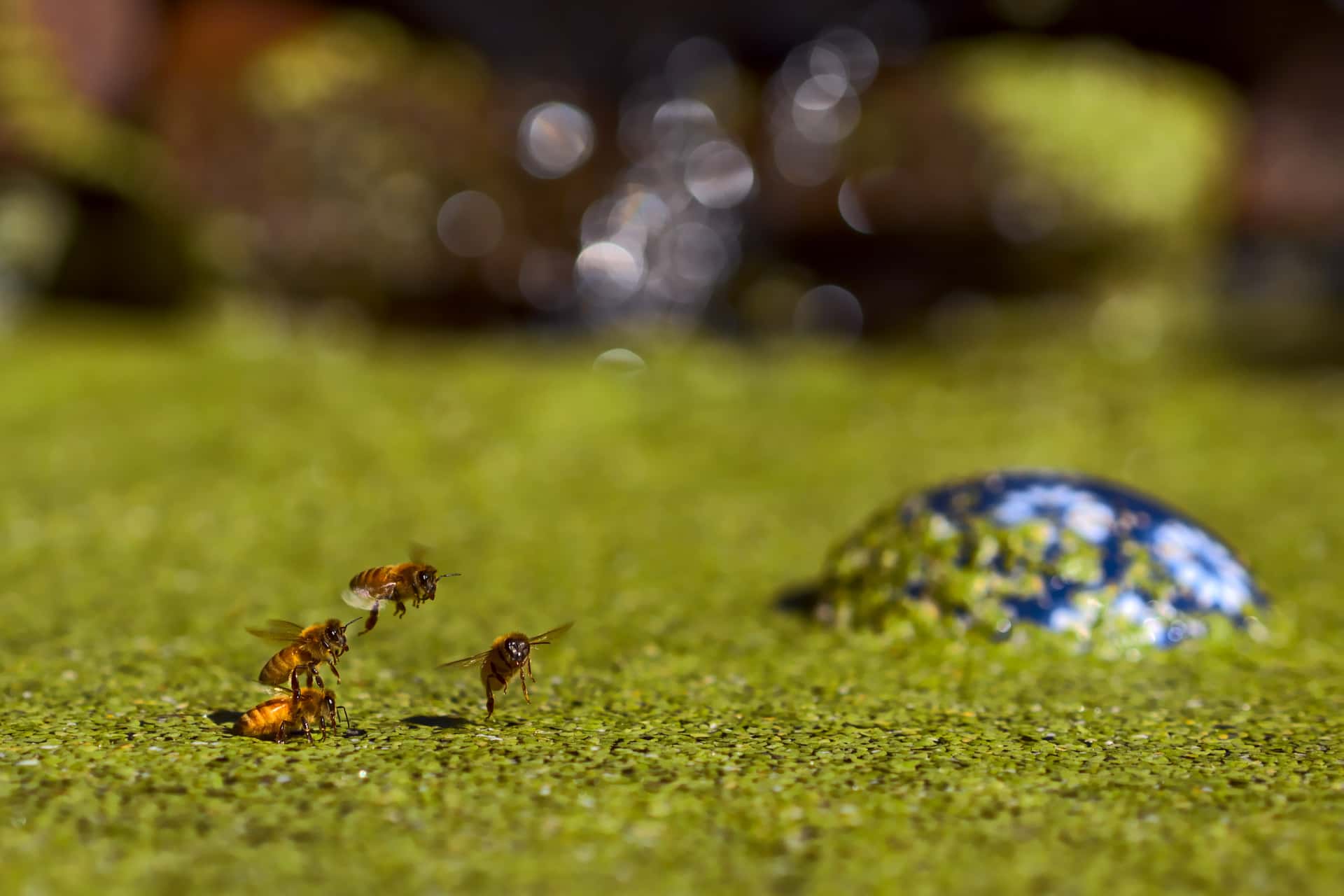 temporal composite of a honey bee hopping on duckweed