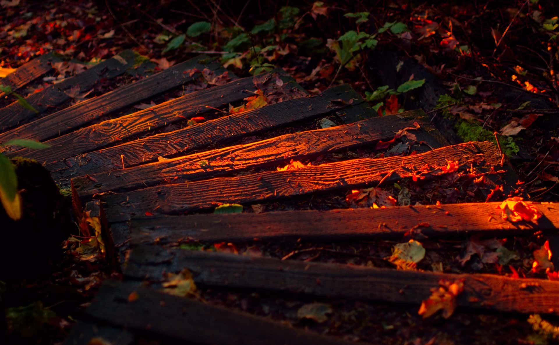 red sunlight on steps in Lincoln Park