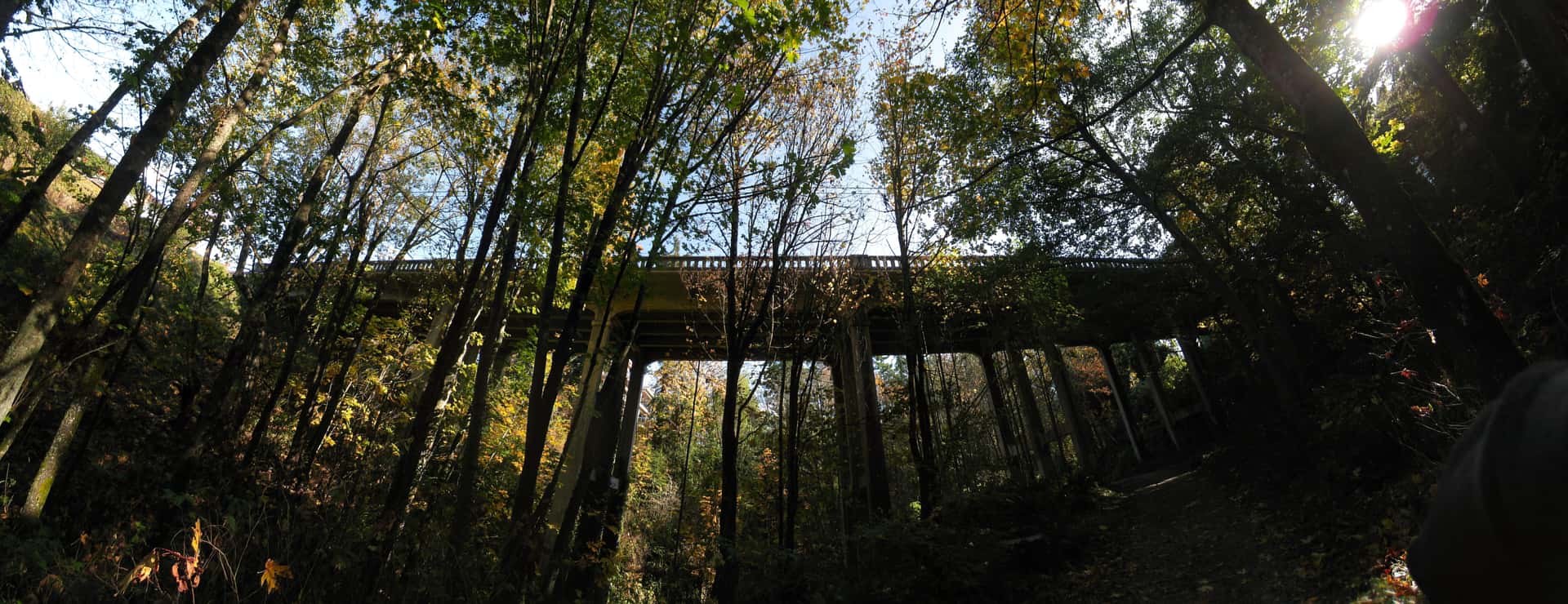 Padden Creek Bridge spanning the ravine, level with sunlit treetops