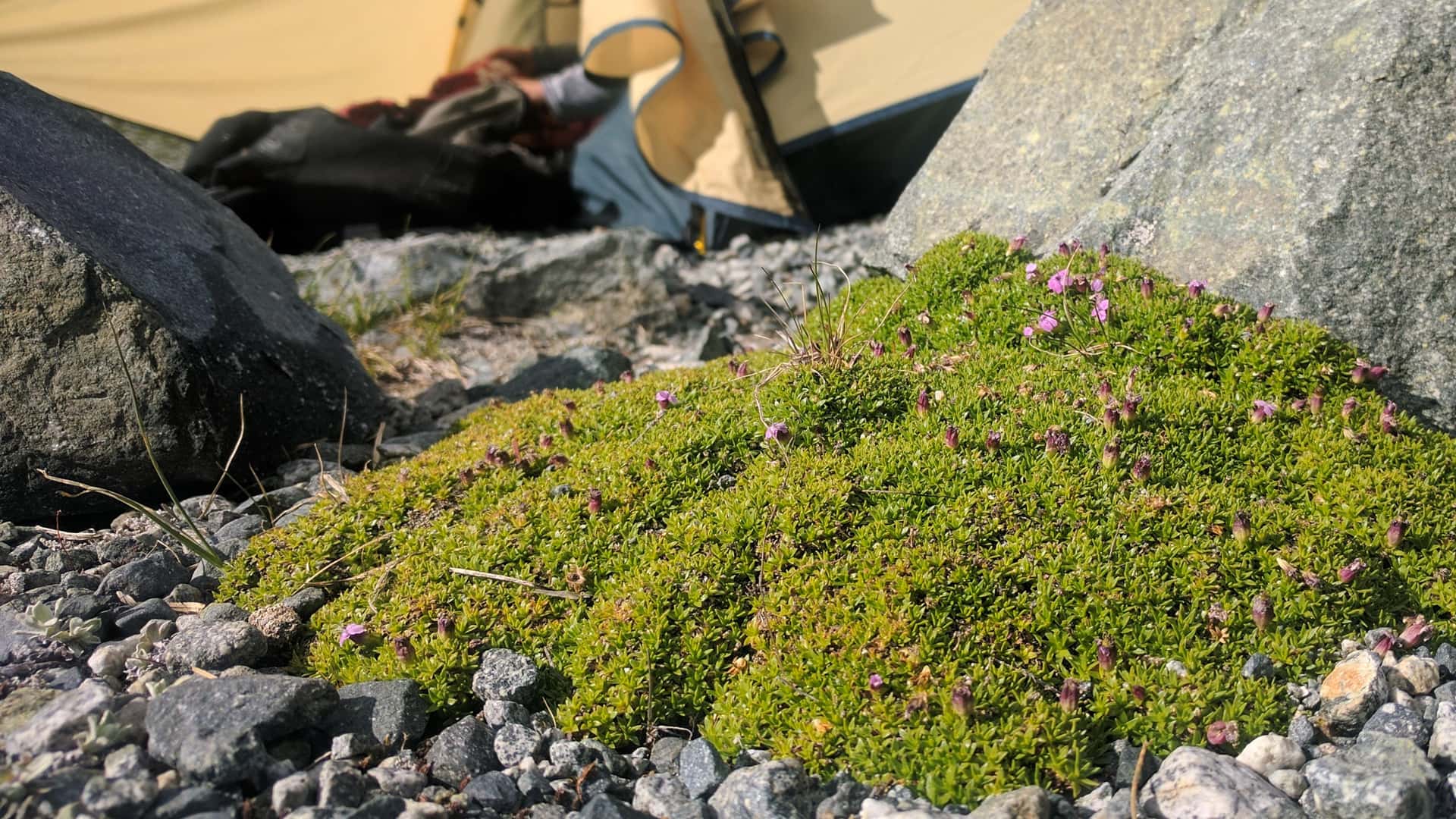alpine plant with purple flowers at Wedgemount Lake