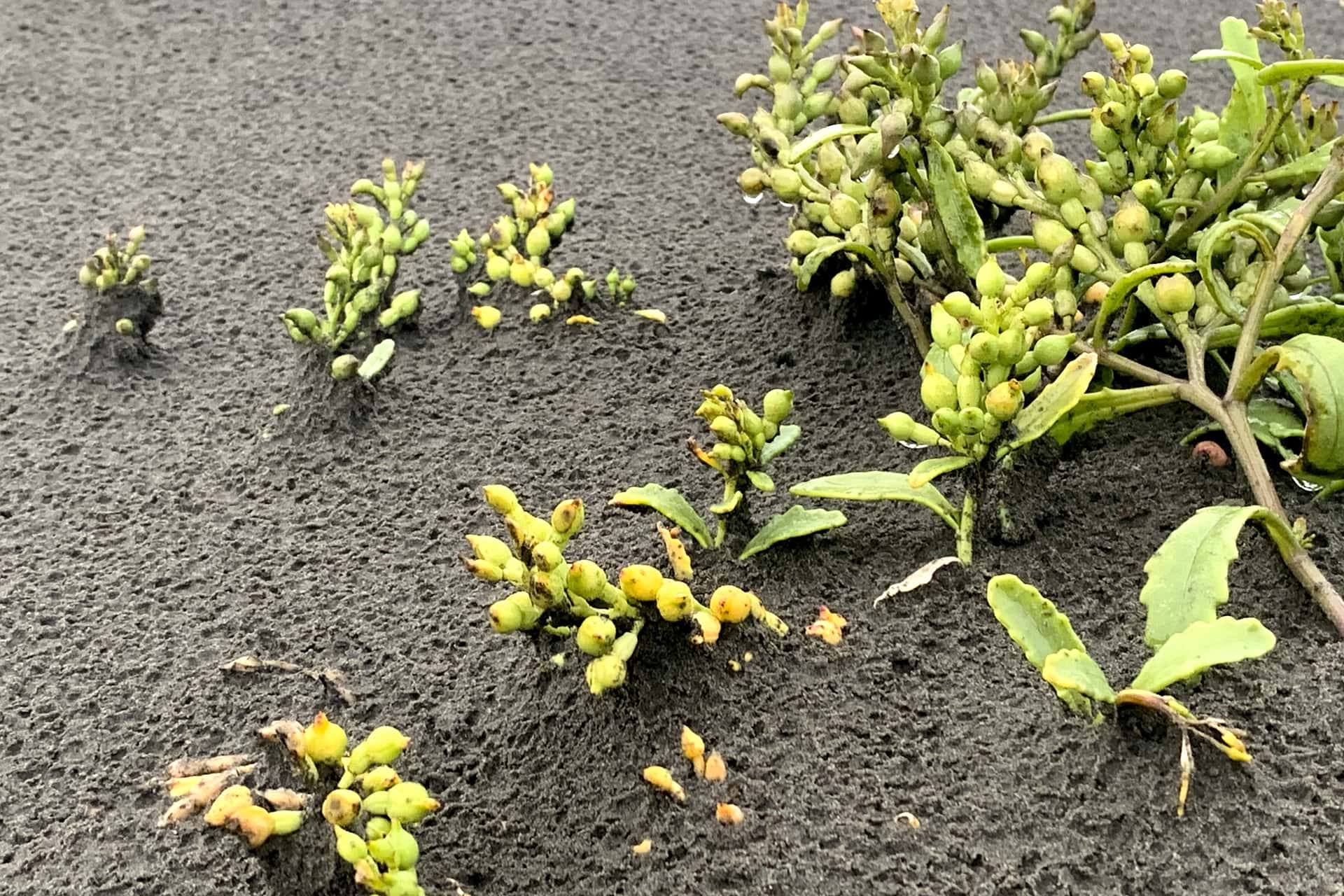 plants in sand in the rain
