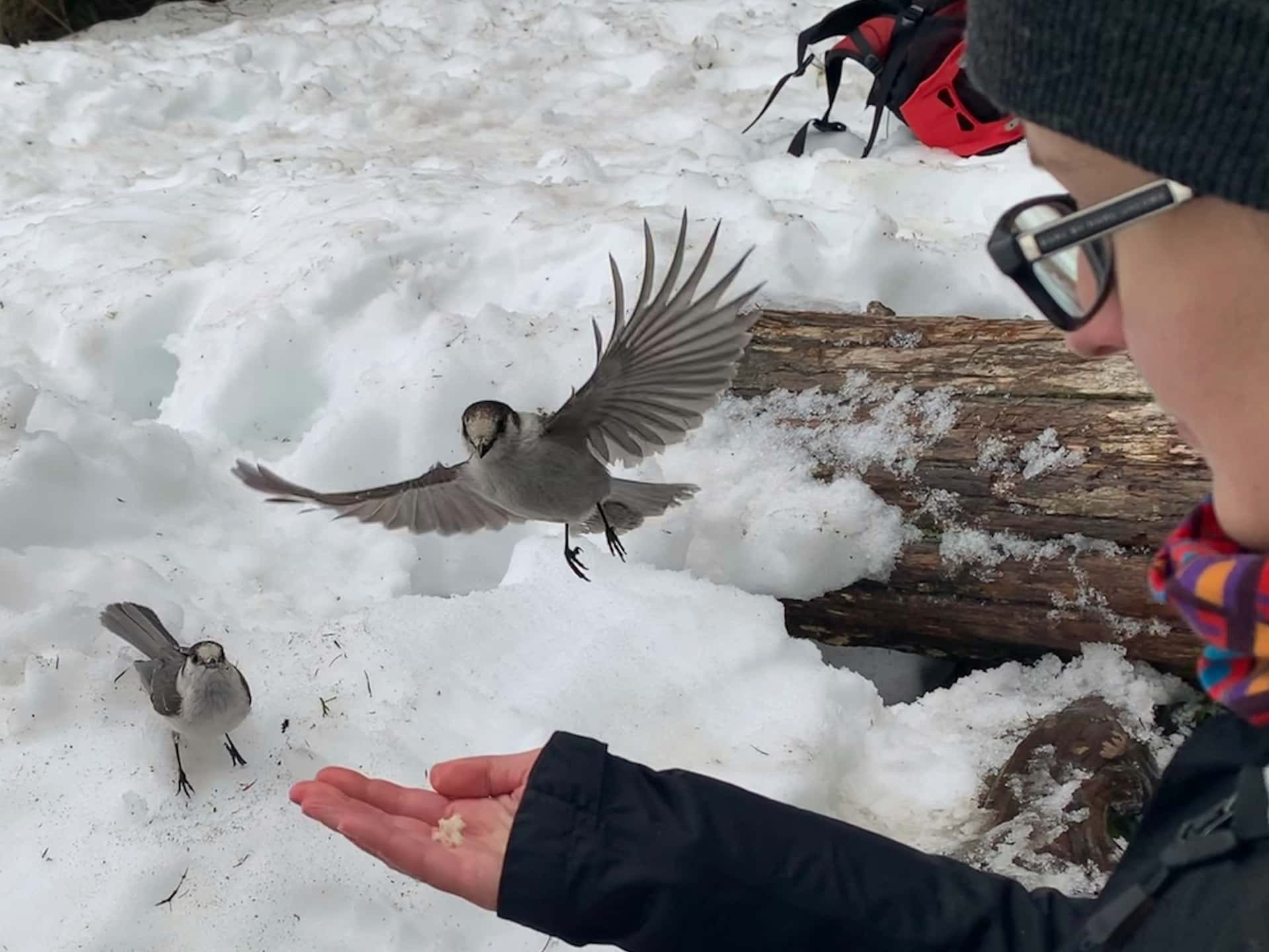 Canada jay in flight to an outstretched hand