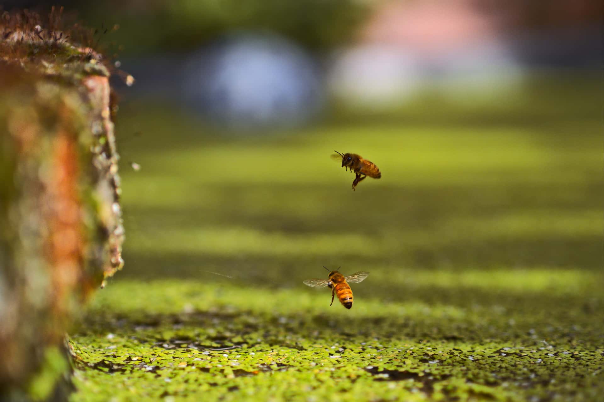 temporal composite of a honey bee flying over duckweed