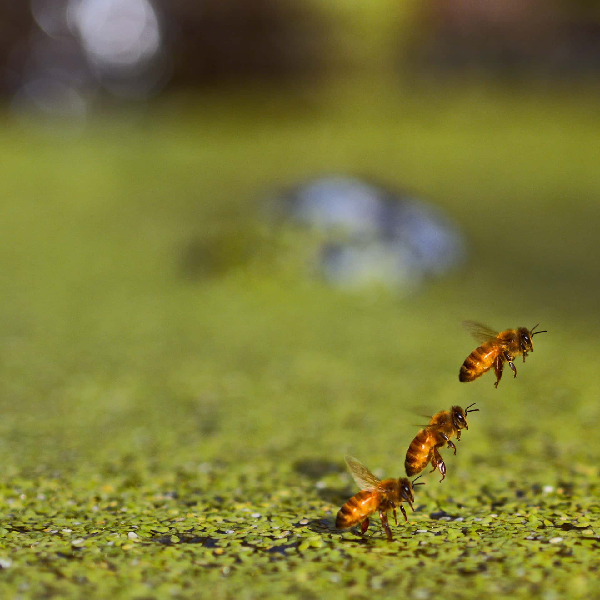 temporal composite of a honey bee taking off from duckweed