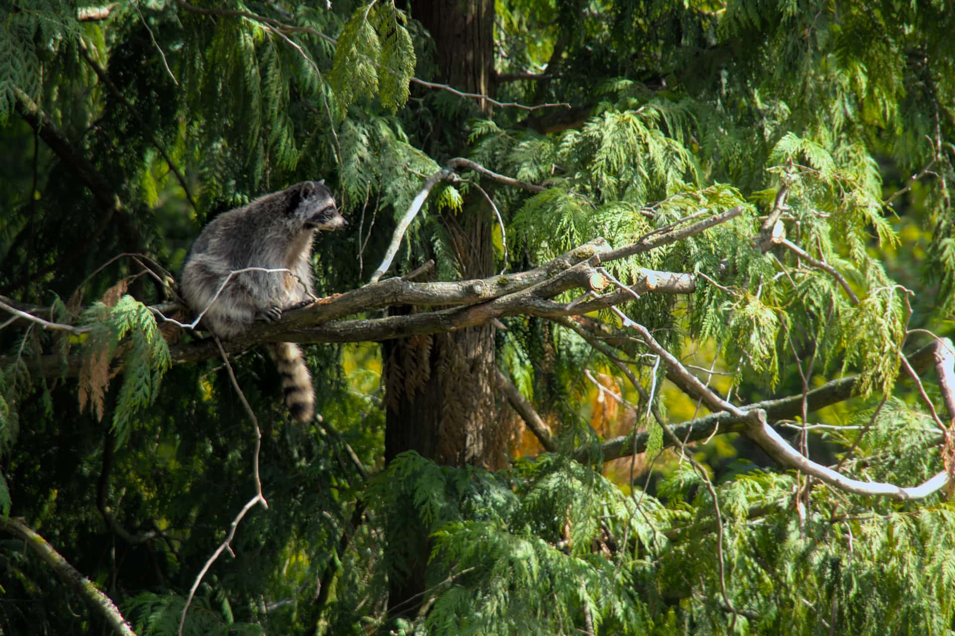 raccoon resting in the sunshine on a bare limb