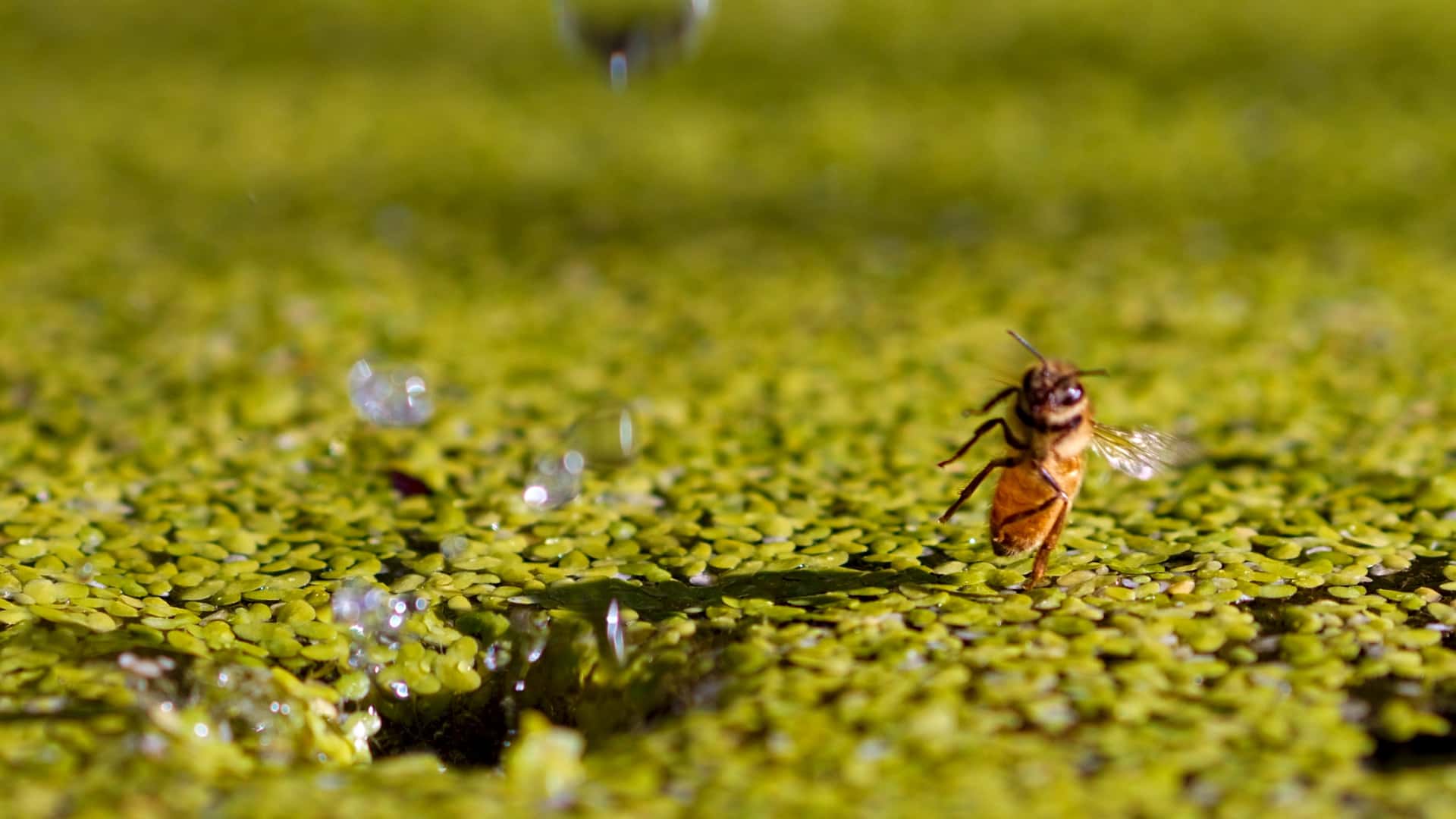 honey bee fleeing the splash of a water droplet into duckweed