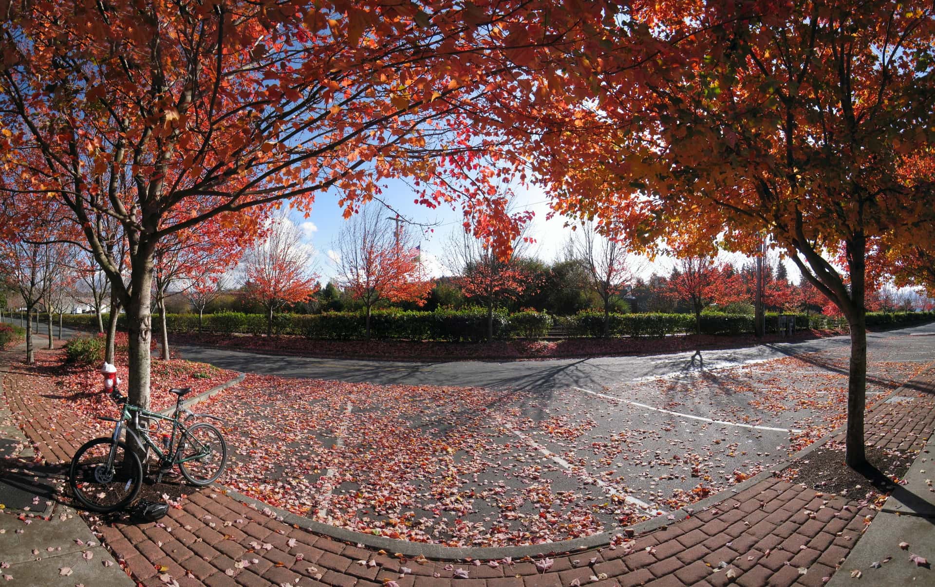 bicycle and fall leaves at Marine Park