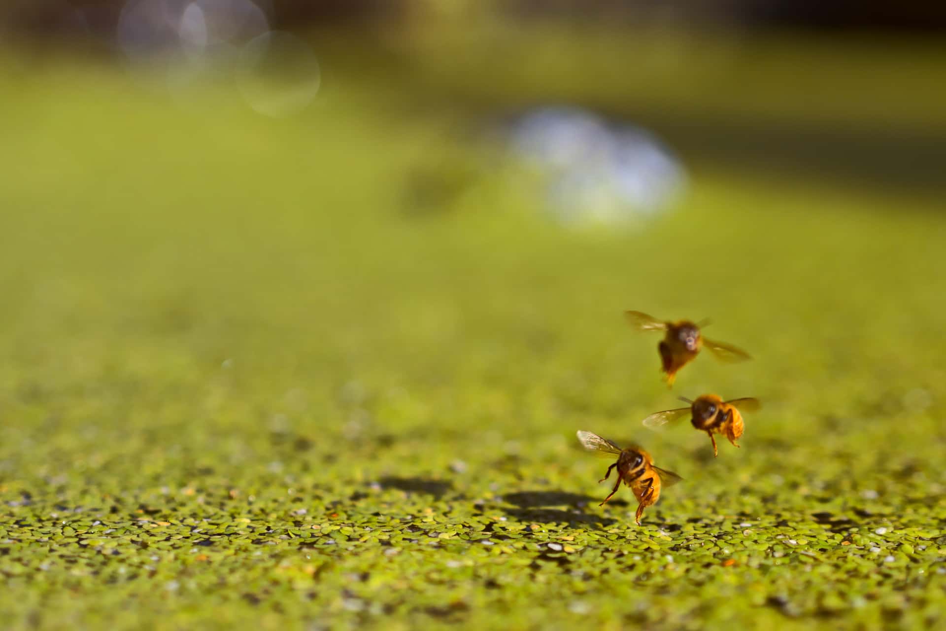 temporal composite of a honey bee landing on duckweed