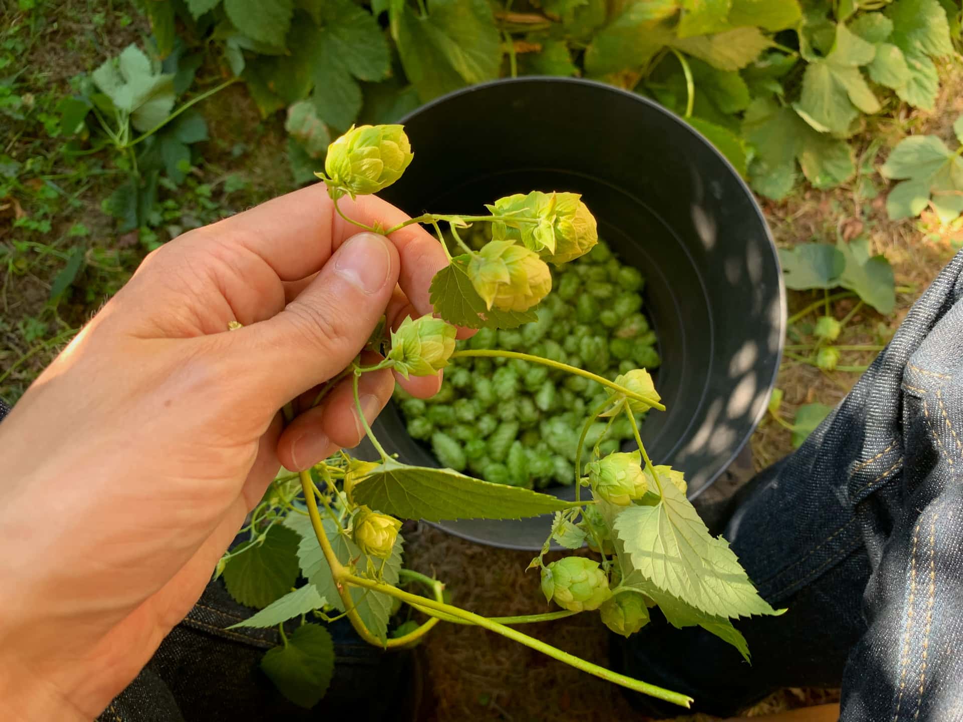 hand-picking hops over a bucket