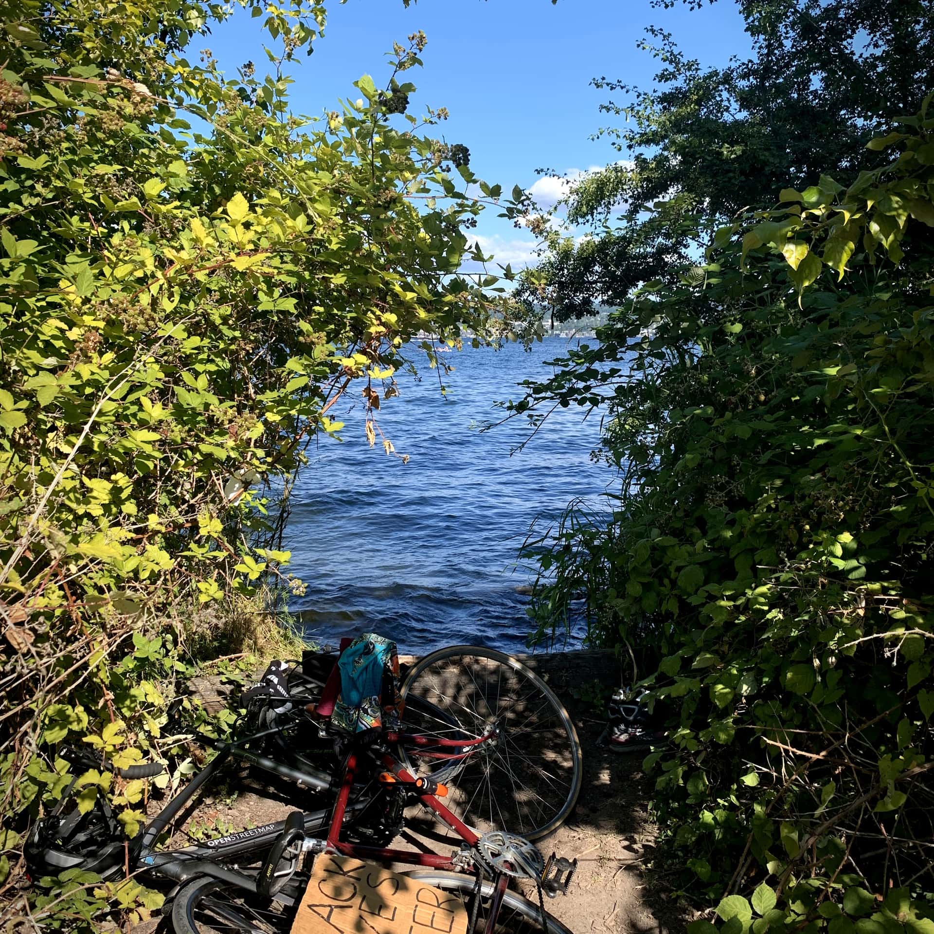 two bikes and swim gear lay at the abrupt end of a dirt path to Lake Washington, the water framed by a tunnel of foliage