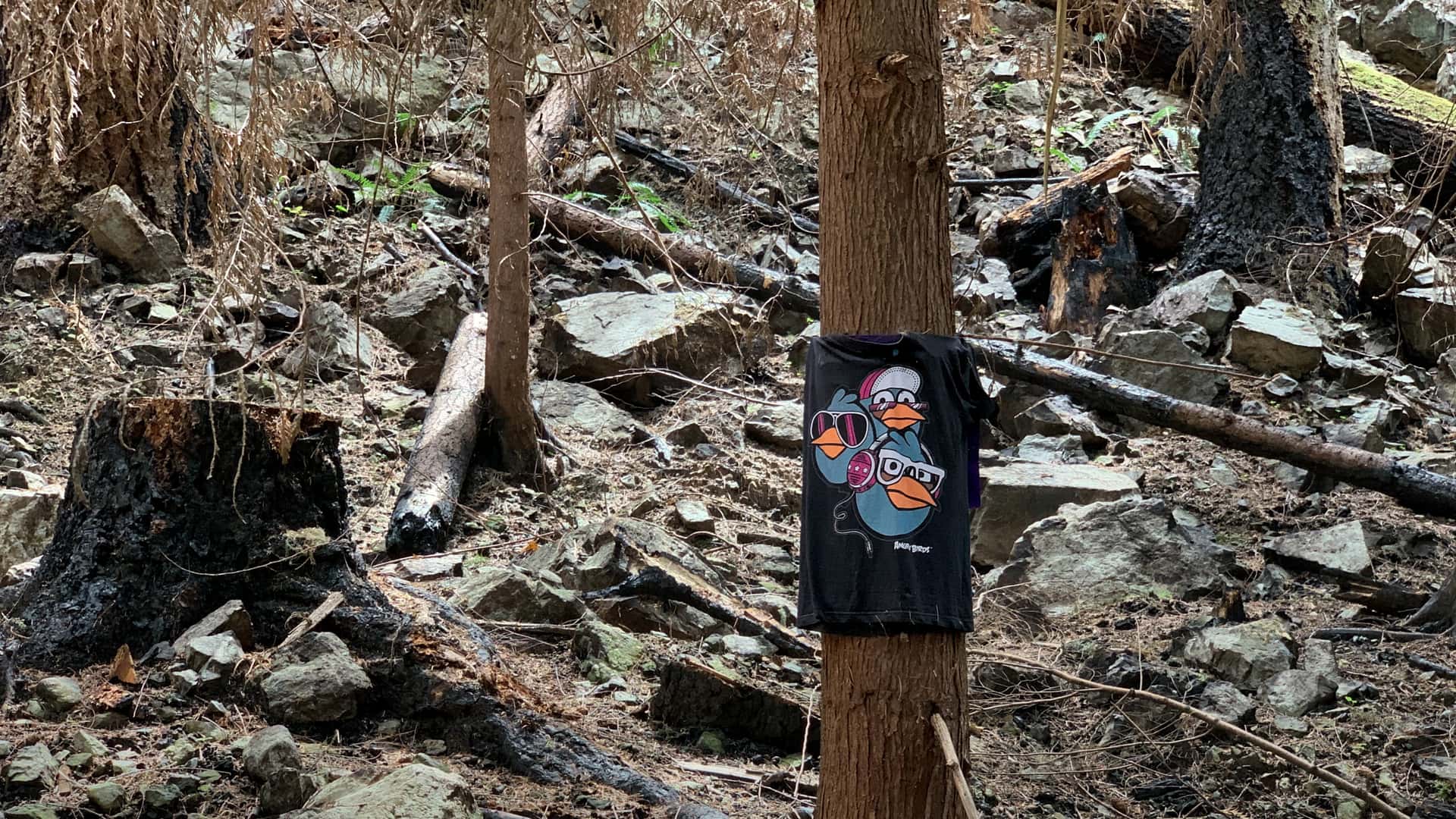 Angry Birds t-shirt posted like a sign in the aftermath of a forest fire