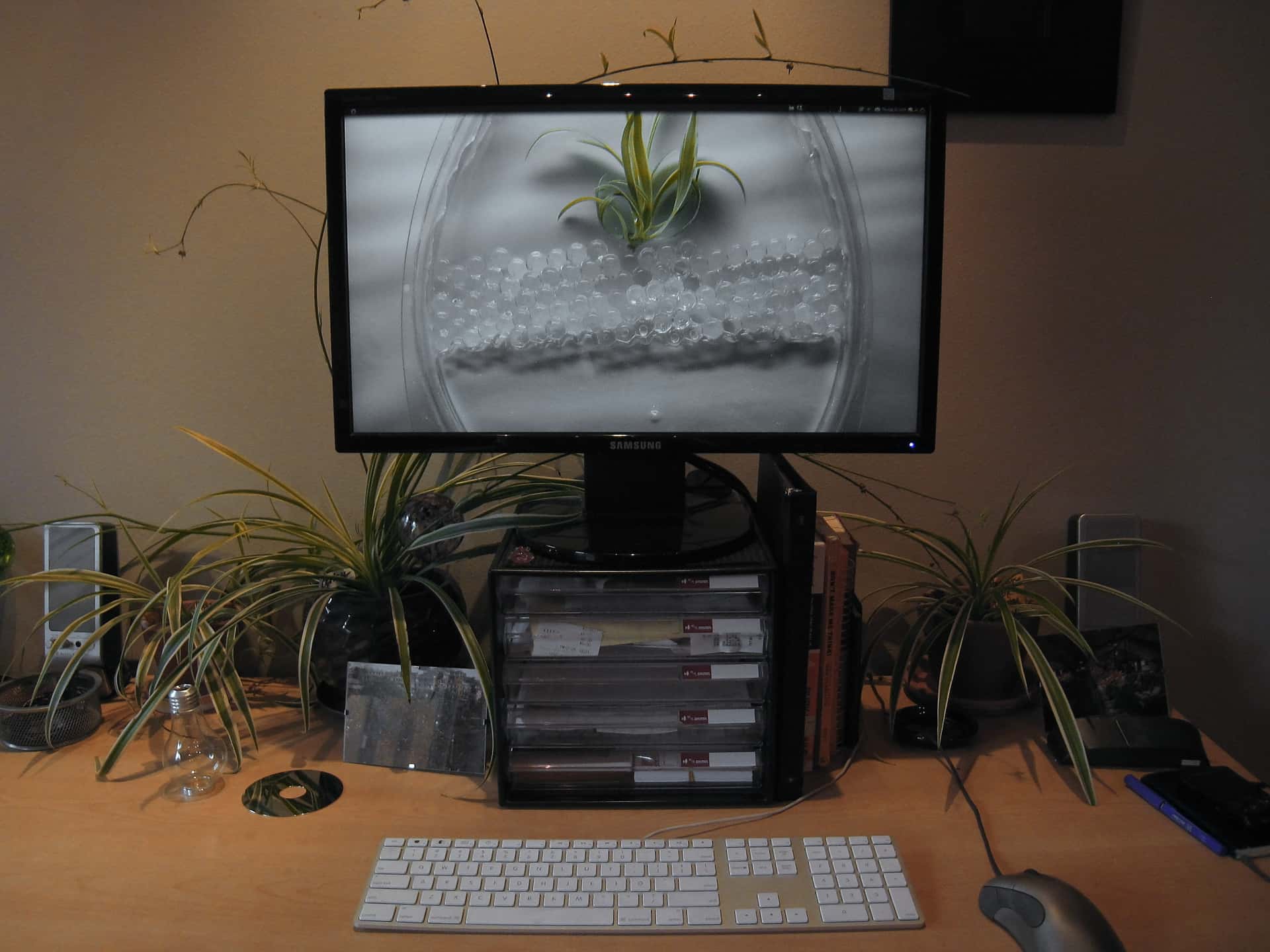 desk adorned with spider plants and a desktop background updated from an in-progress time lapse