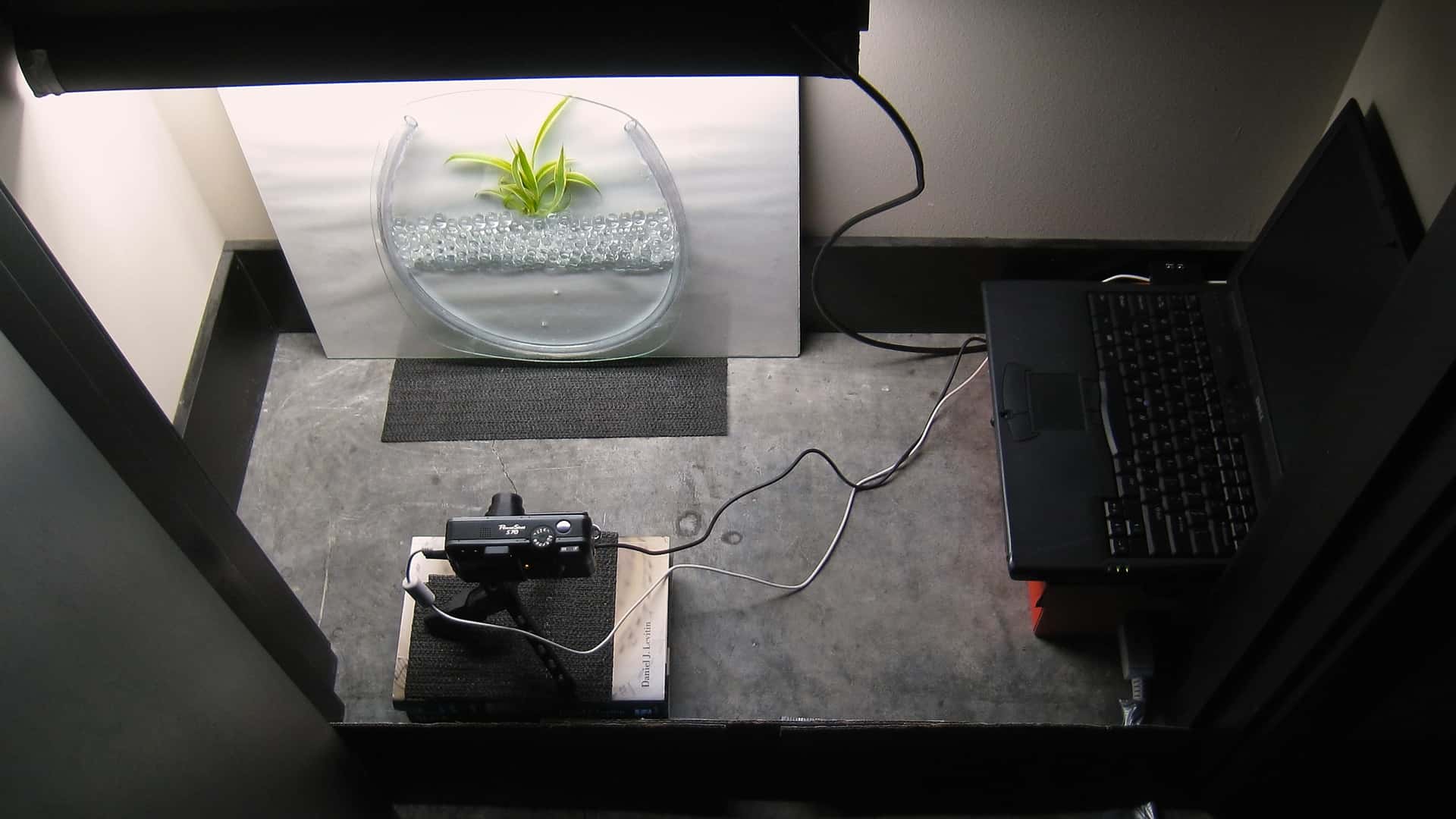 digital camera connected to a laptop capturing a time lapse of a spider plant growing in flat glass enclosure