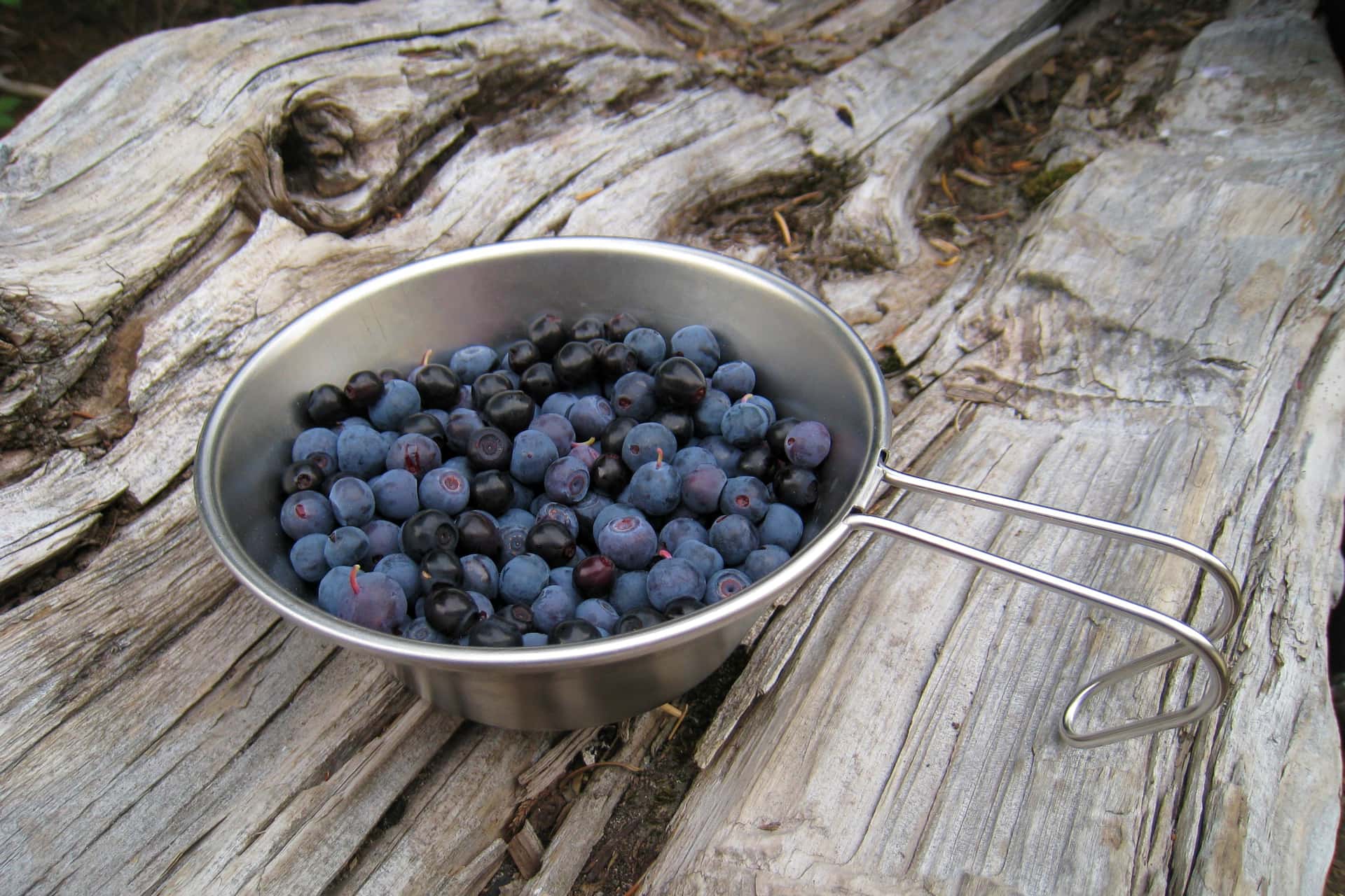 wild berries in a metal cup on a log