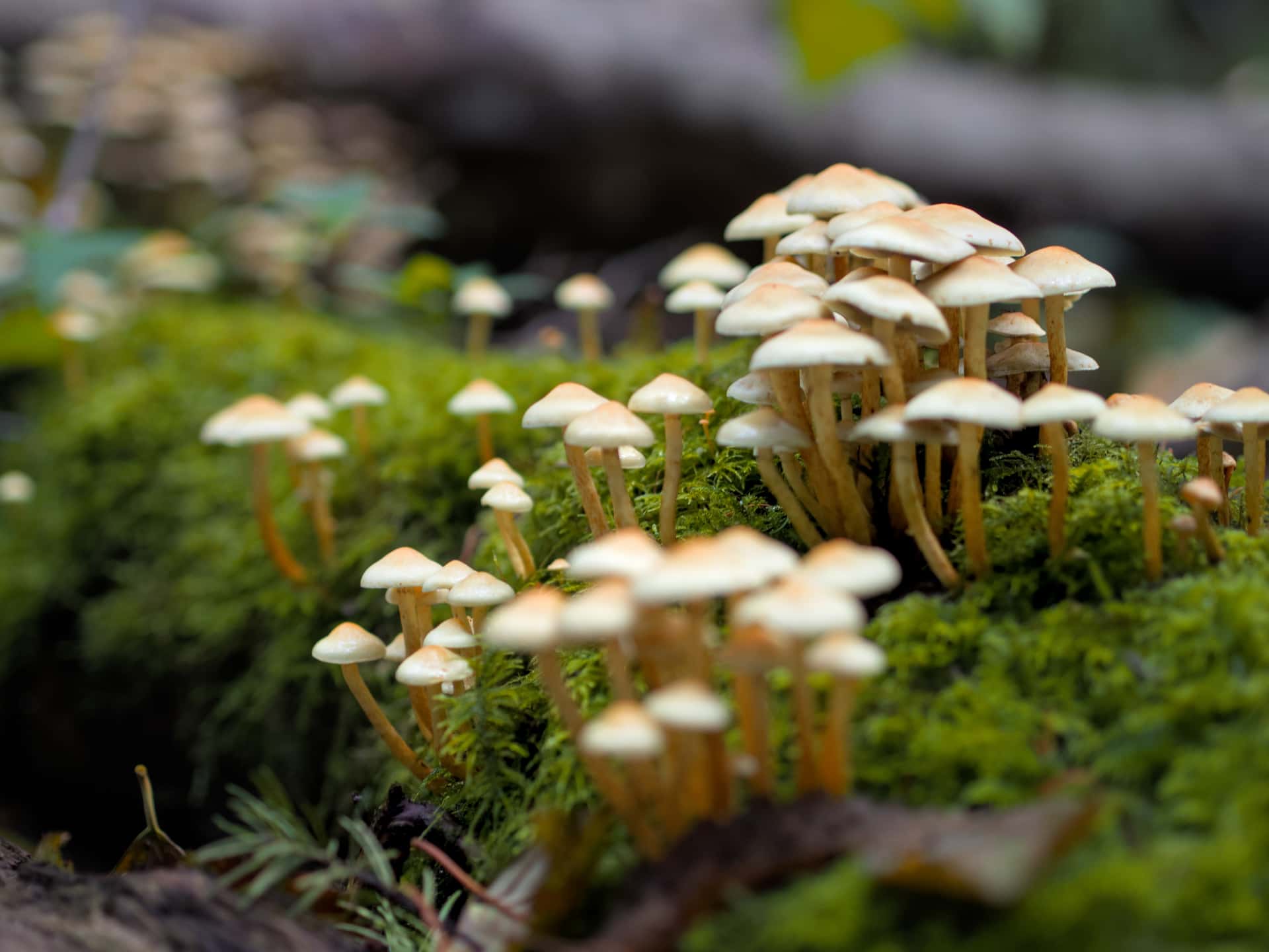 clusters of small mushrooms rising above moss on a fallen log