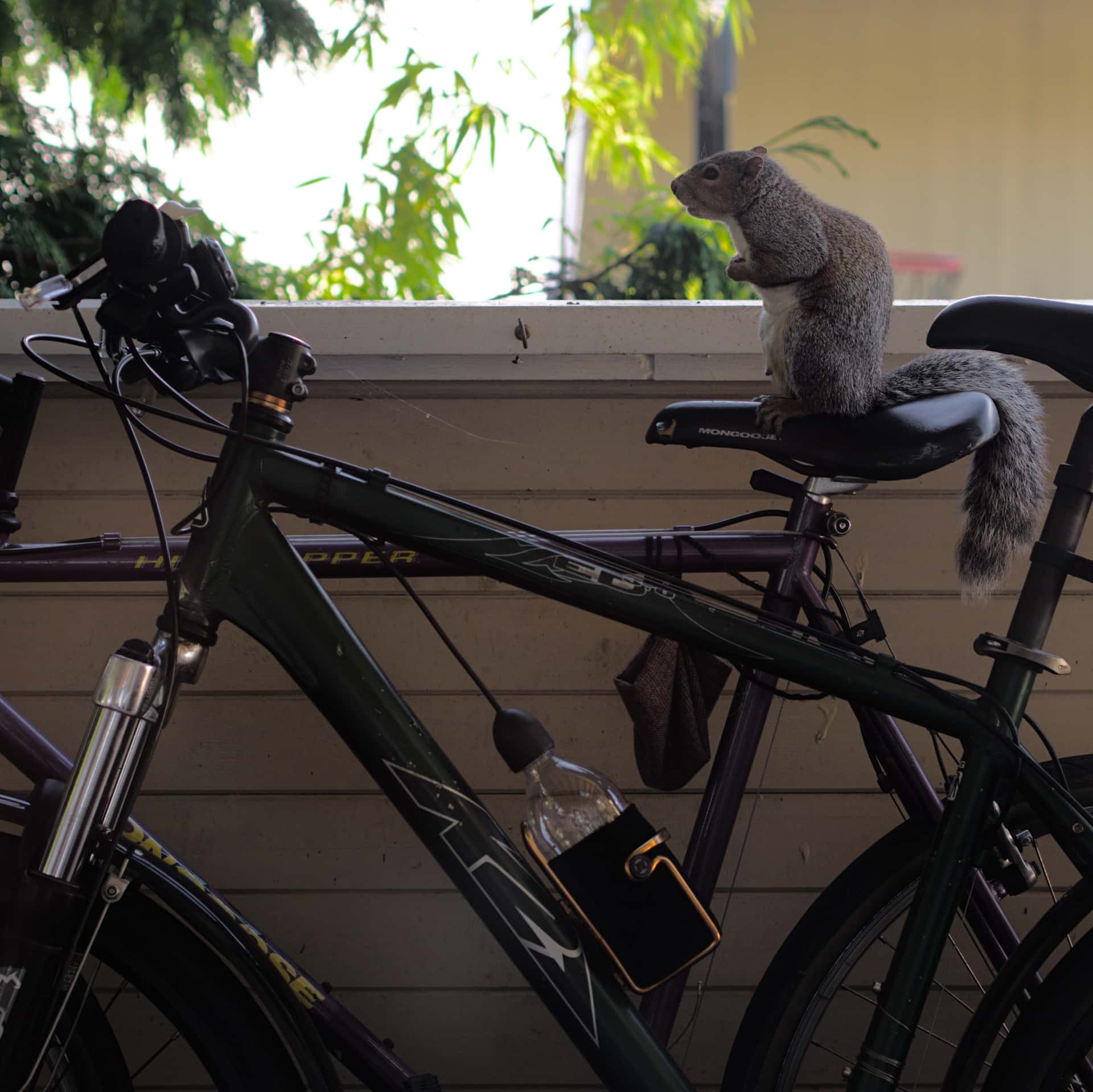 squirrel sitting on a bicycle seat