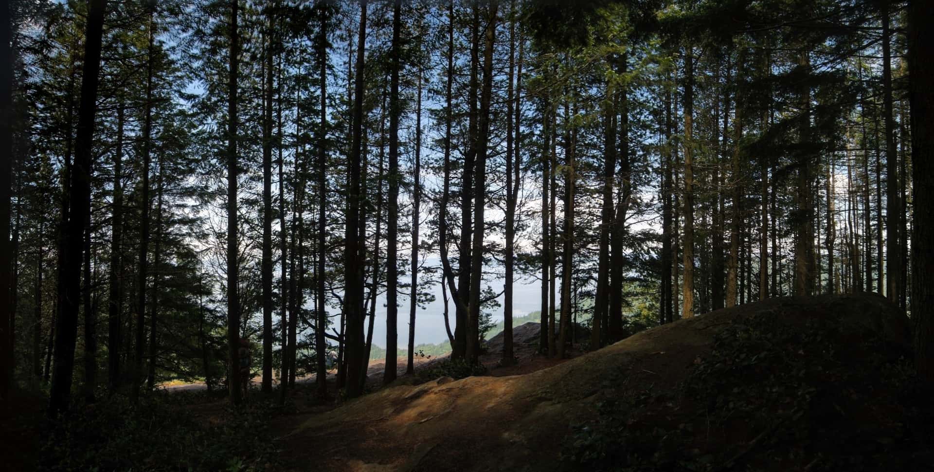 view from Oyster Dome through silhouetted trees